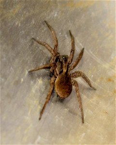 unidentified Spider
