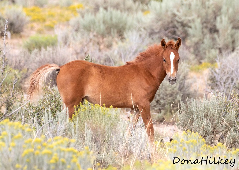 web-sorrel-foal-nice-face-marks-aug2019