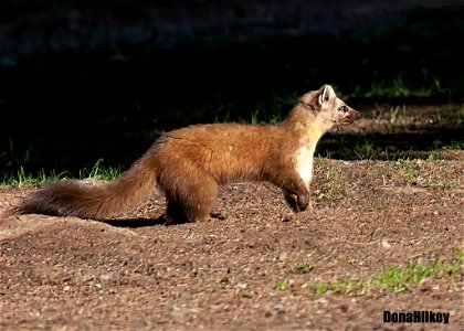 Pacific Marten photo