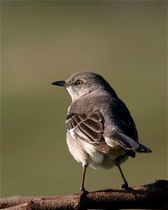 Northern Mockingbird