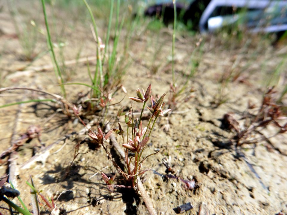 Juncus pygmaeus Rich. ex Thuill., 1799