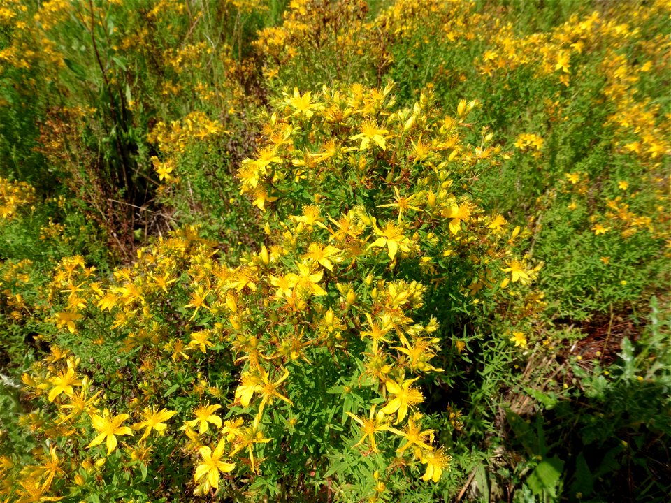 Hypericum perforatum L., 1753