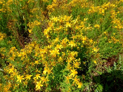 Hypericum perforatum L., 1753