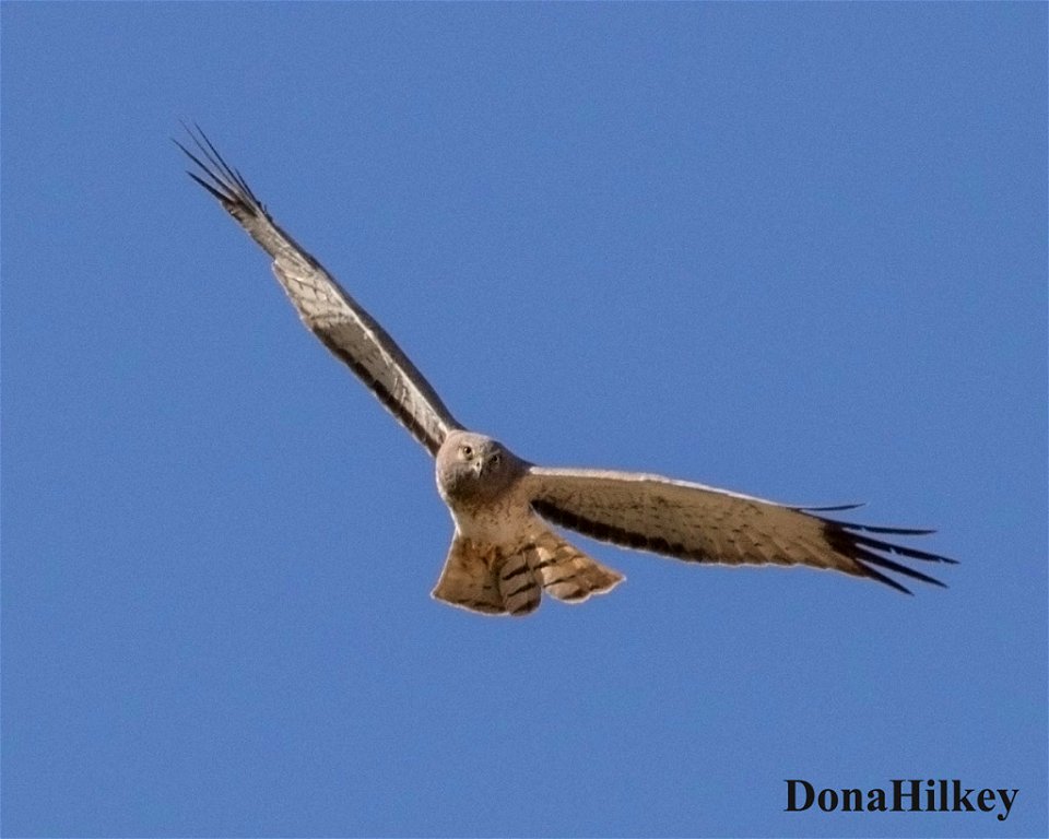 Northern Harrier