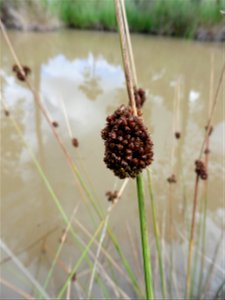 Juncus conglomeratus L., 1753