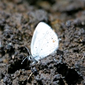 Western Tailed-Blue