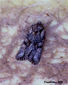 Noctuiodea Cutworms & Moths 7june2012 Kates