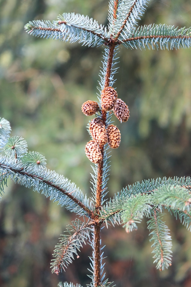 pinecone,firs, tree