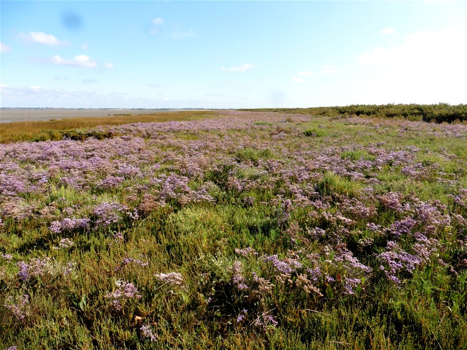 Limonium vulgare Mill., 1768