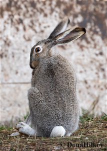 White-tailed Jackrabbit