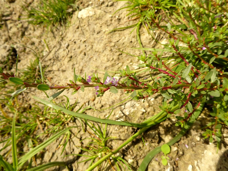 Lythrum tribracteatum Salzm. ex Spreng., 1827