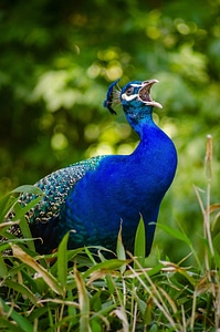 Close up Portrait of beautiful peacock photo