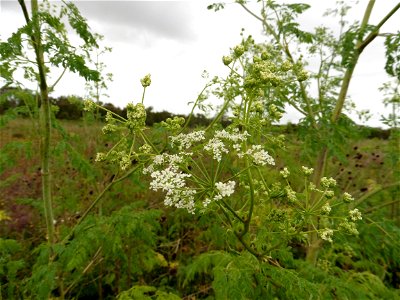 Conium maculatum L., 1753