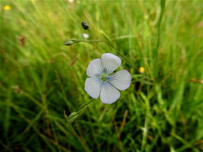 Linum usitatissimum subsp. angustifolium (Huds.) Thell., 1912