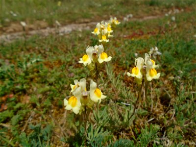 Linaria vulgaris Mill., 1768