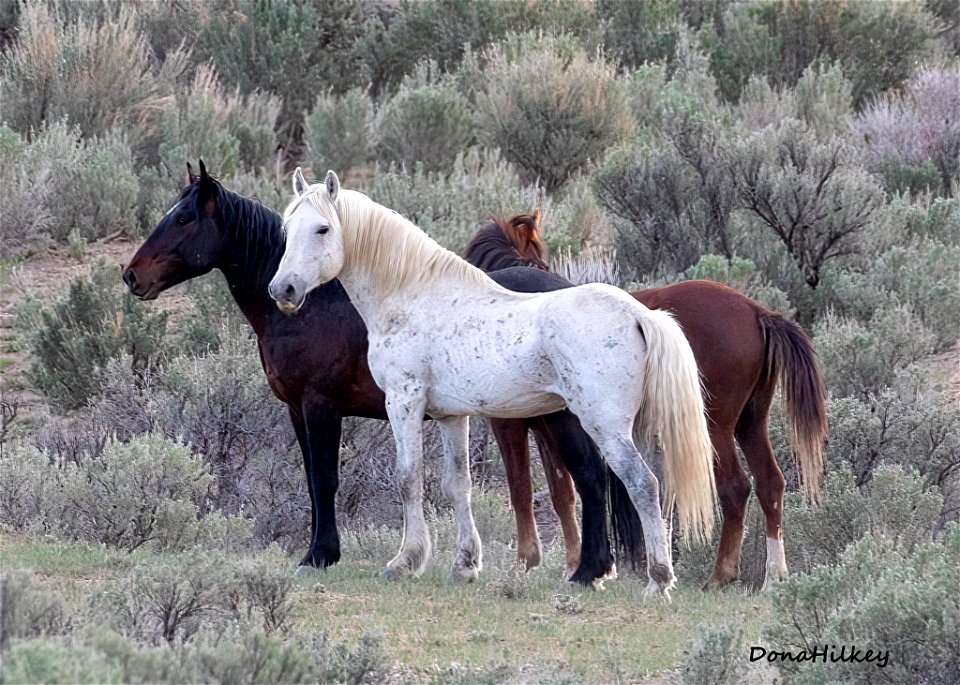 Handsome-and-bachelors-6may2021-Water-Gulch