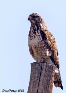 Rough-legged Hawk photo