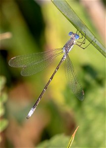 Spotted Spreadwing photo