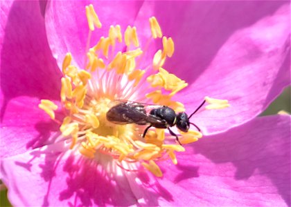 Masked Bee Hylaeus sp.