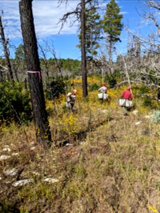 Mountainair RD Seedling Planting