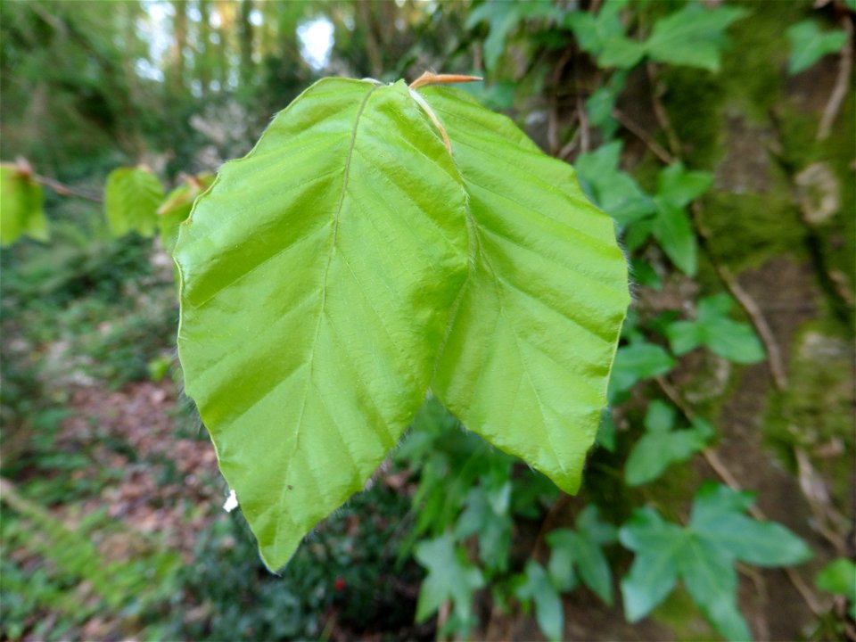 Fagus sylvatica L., 1753