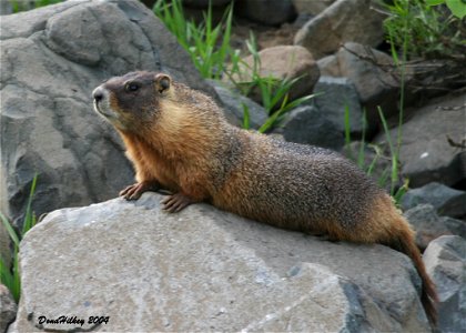 Yellow-bellied Marmot