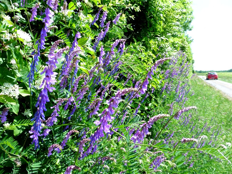 Vicia cracca L., 1753