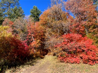 Fall Colors on Mountainair Ranger District
