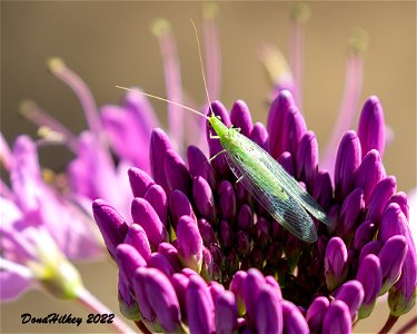 Green Lacewing photo