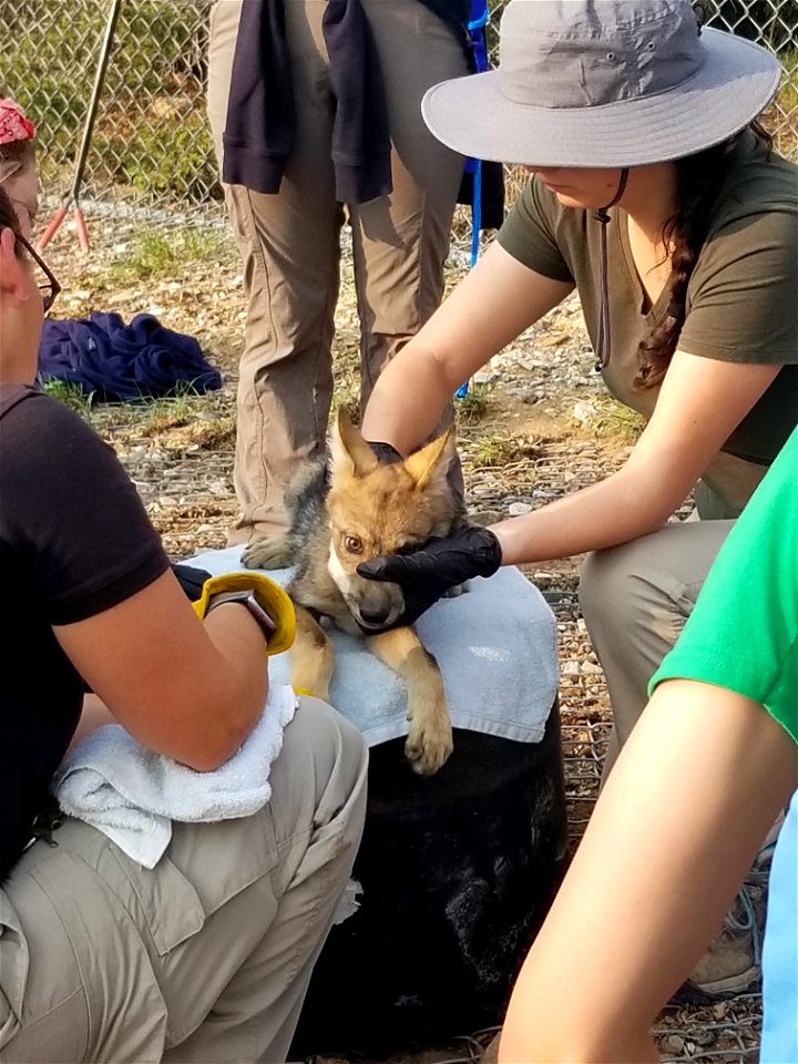 Wolf Pup Vax Processing