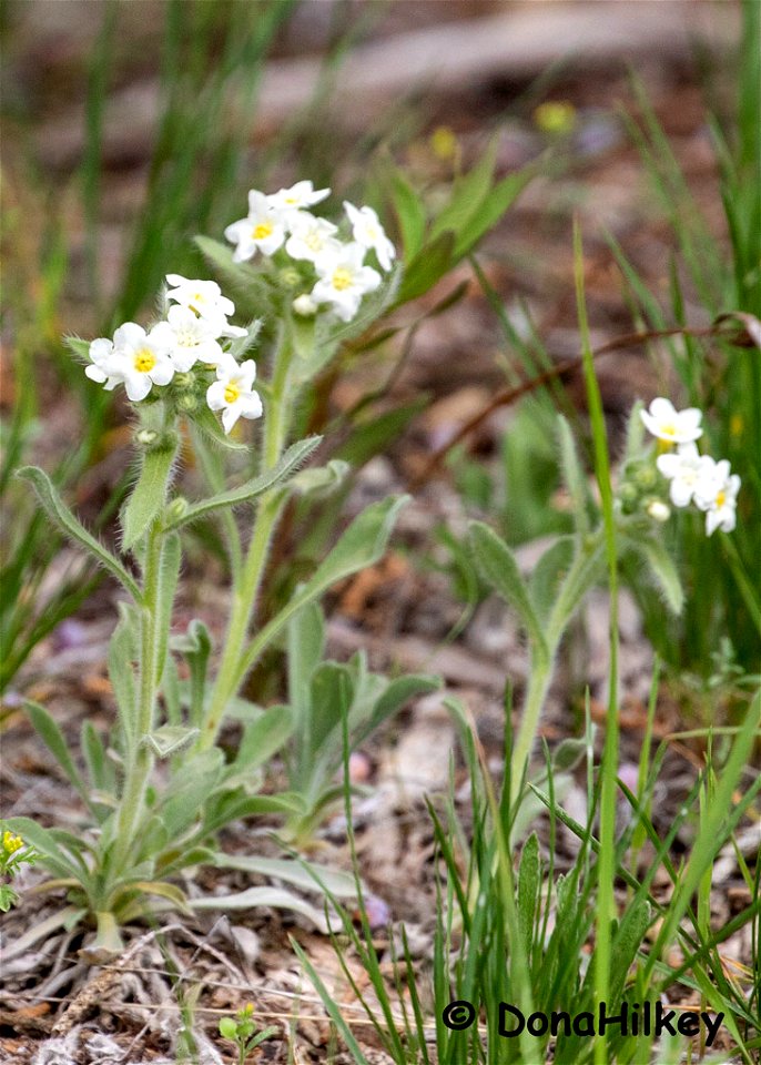 unid-wildflower-1-15may2019-barcus