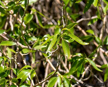 Narrowleaf Cottonwood