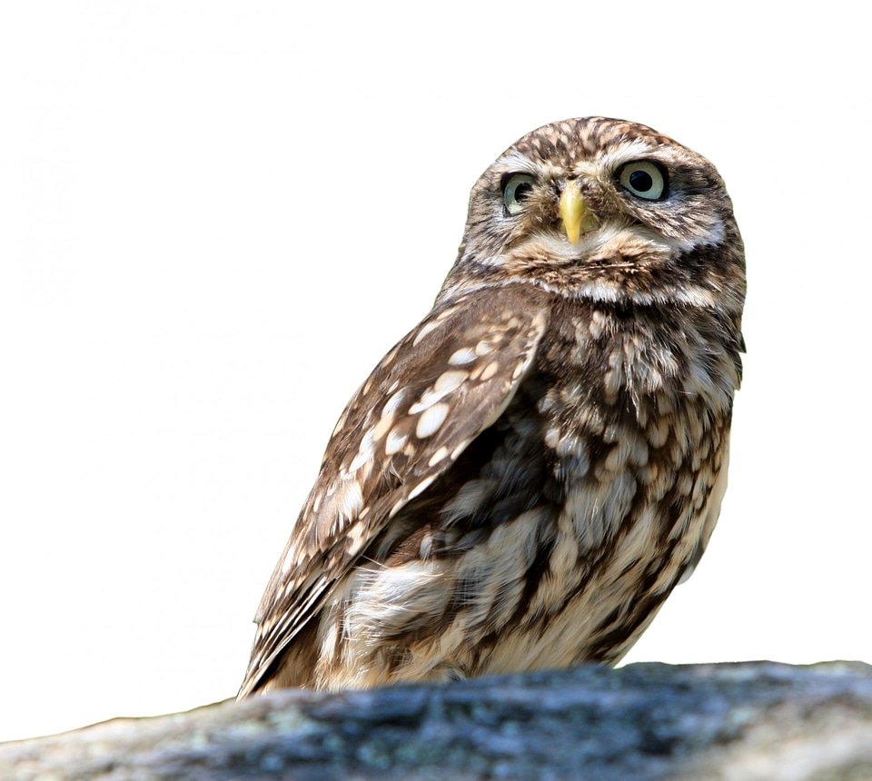 eagle owl in front of white background