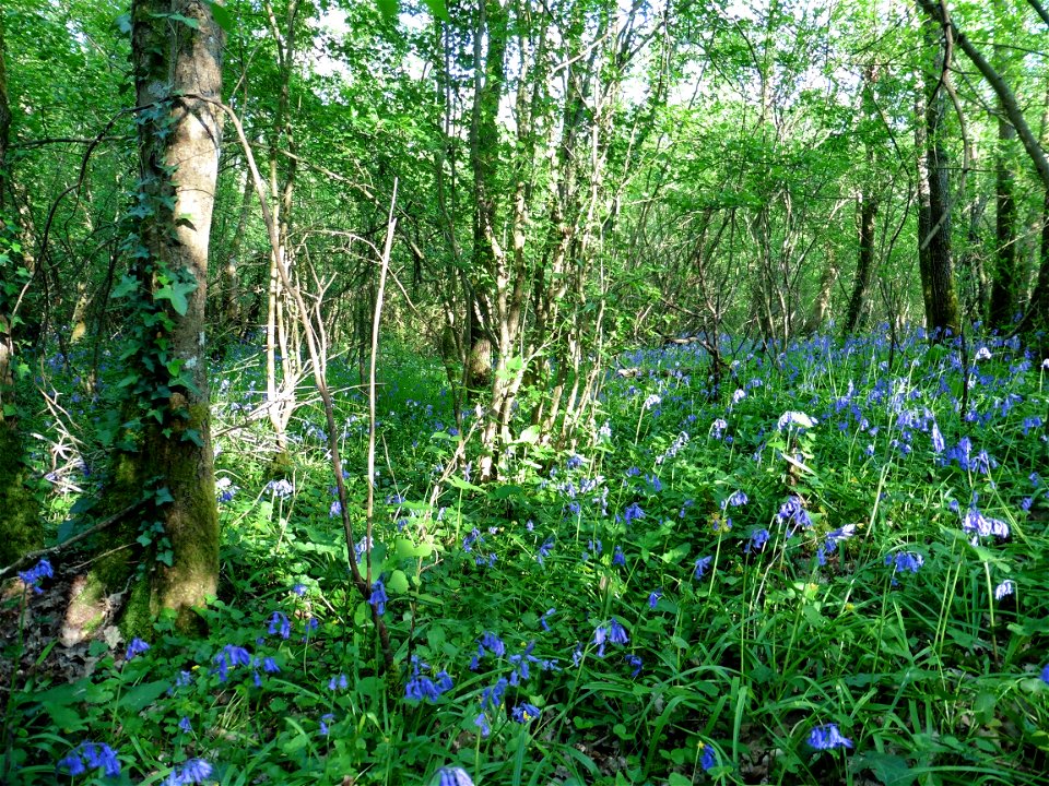 Hyacinthoides non-scripta (L.) Chouard ex Rothm., 1944
