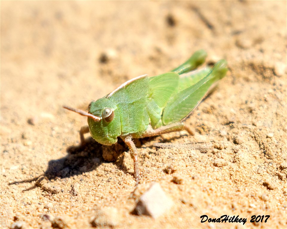 Green-striped Grasshopper