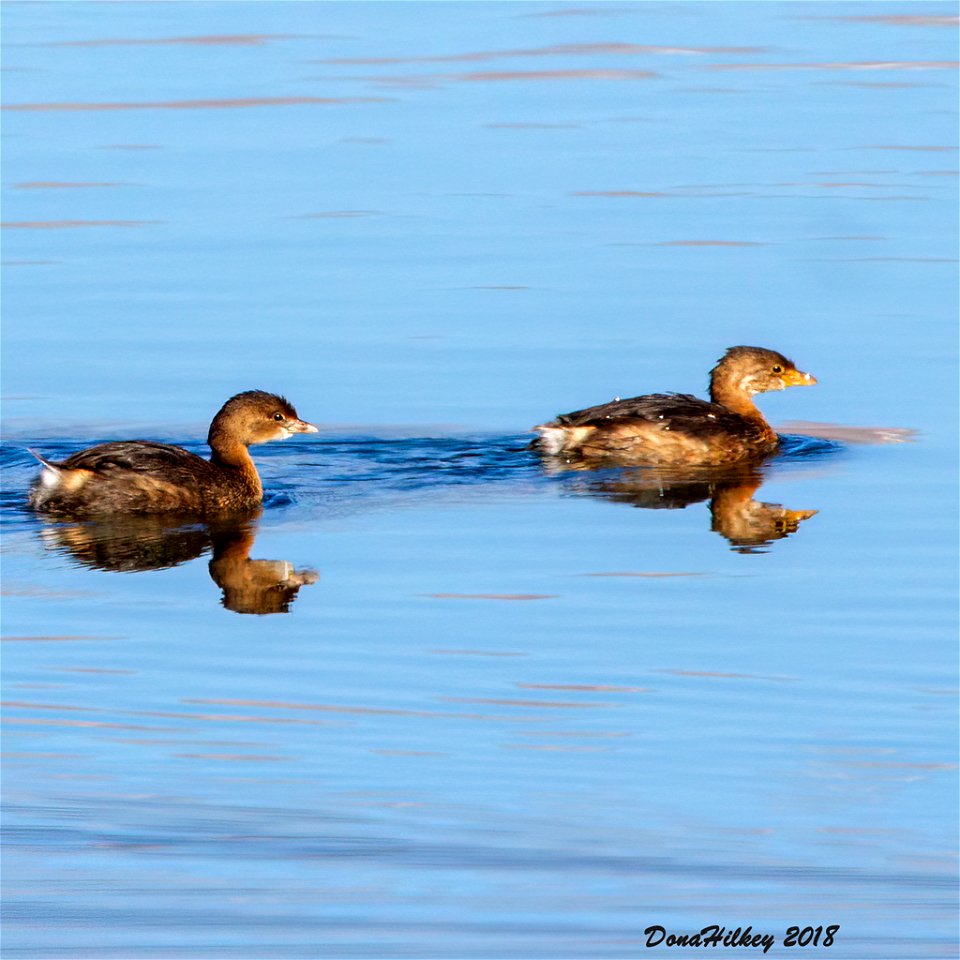 Pied-billed Grebes