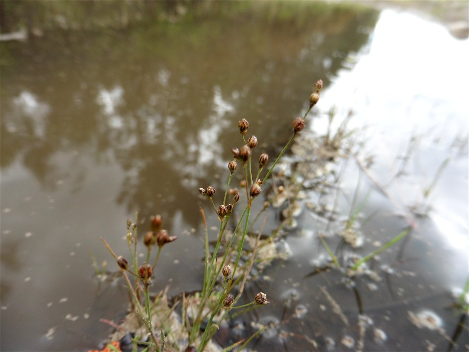 Juncus tenageia Ehrh. ex L.f., 1782