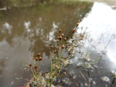 Juncus tenageia Ehrh. ex L.f., 1782