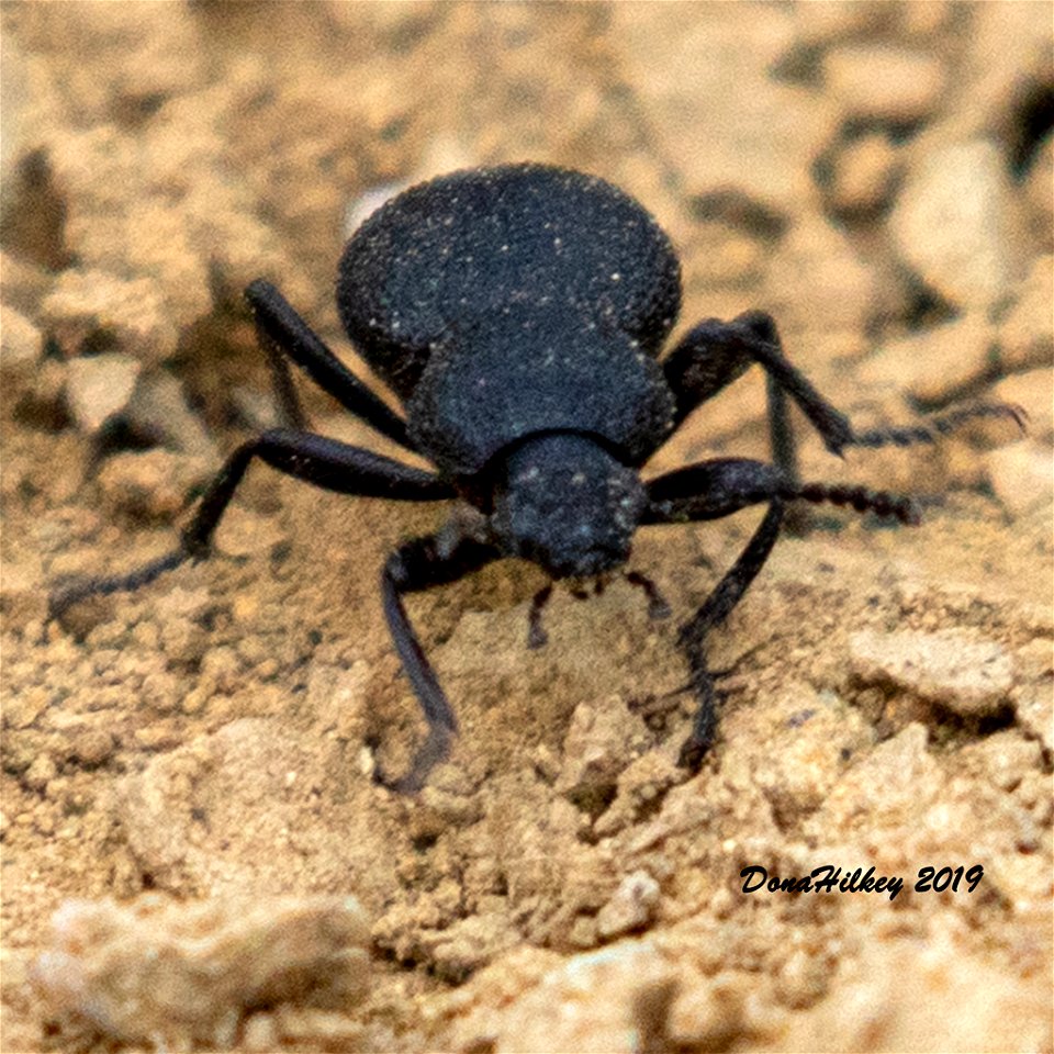 a member of Desert Stink Beetles