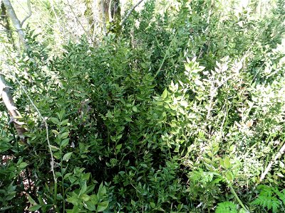 Ruscus aculeatus L., 1753
