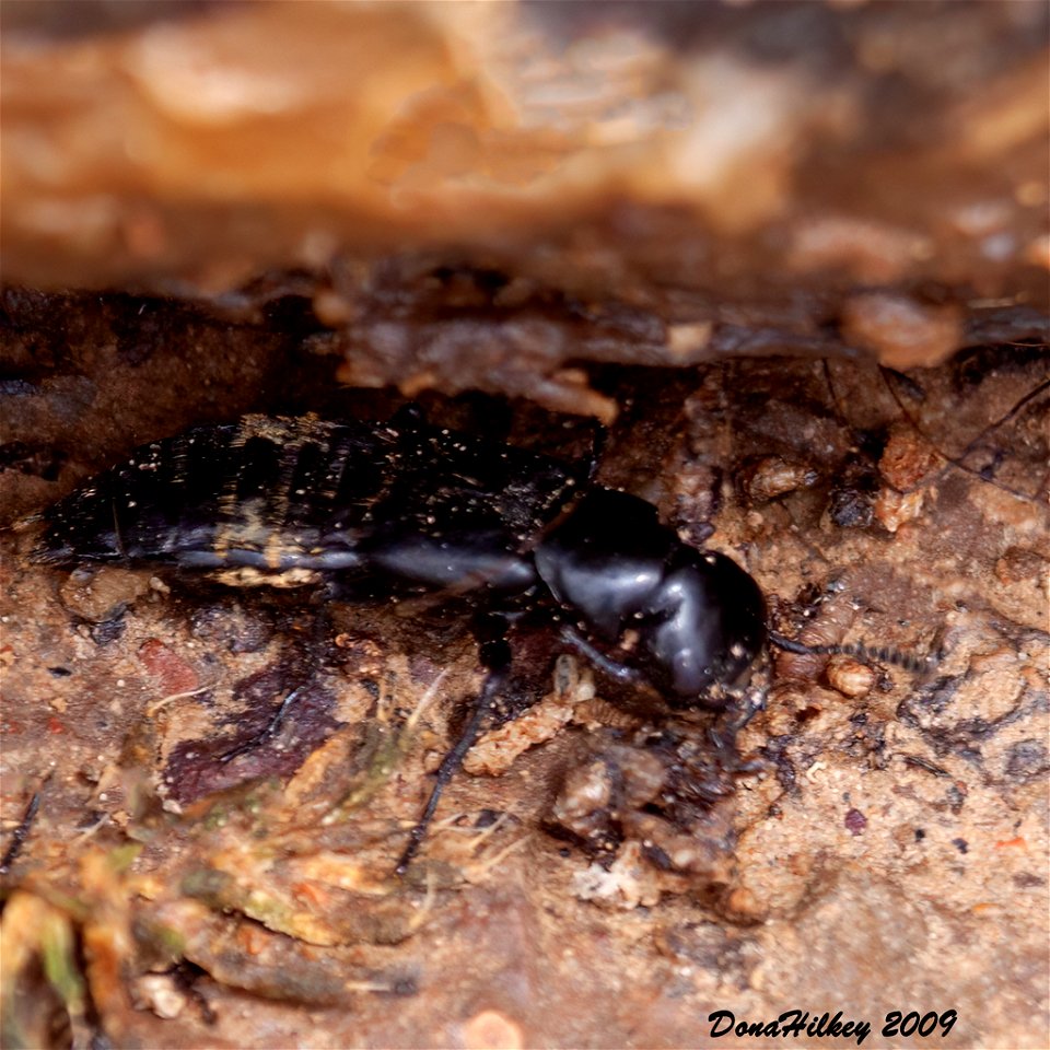 Hairy Rove Beetle