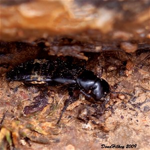 Hairy Rove Beetle