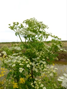 Conium maculatum L., 1753
