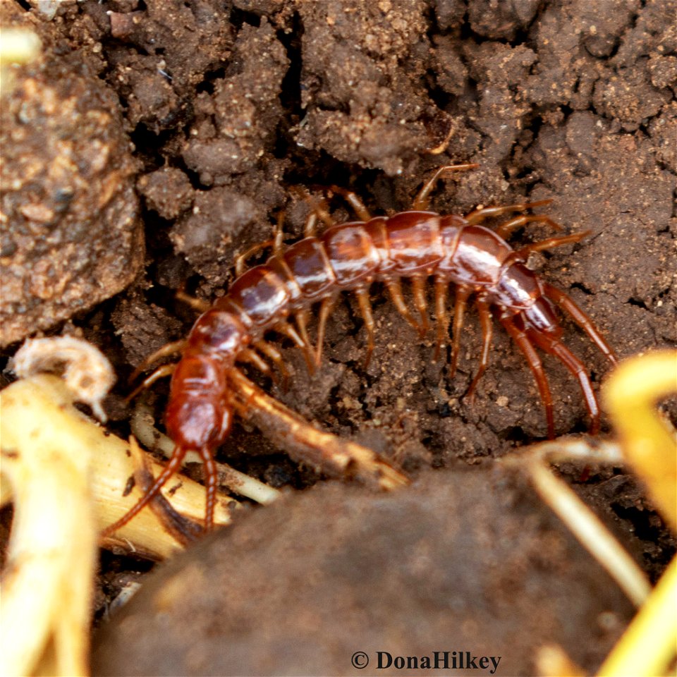 stone-centipede-may2020-home-for-inat-flickr