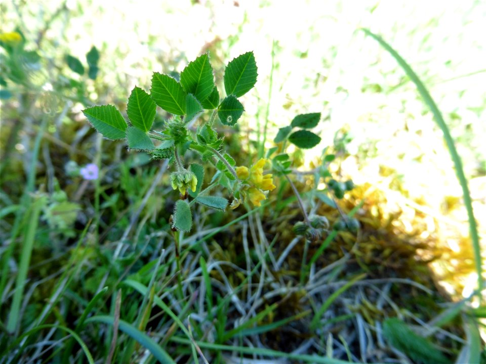 Medicago italica (Mill.) Fiori, 1921