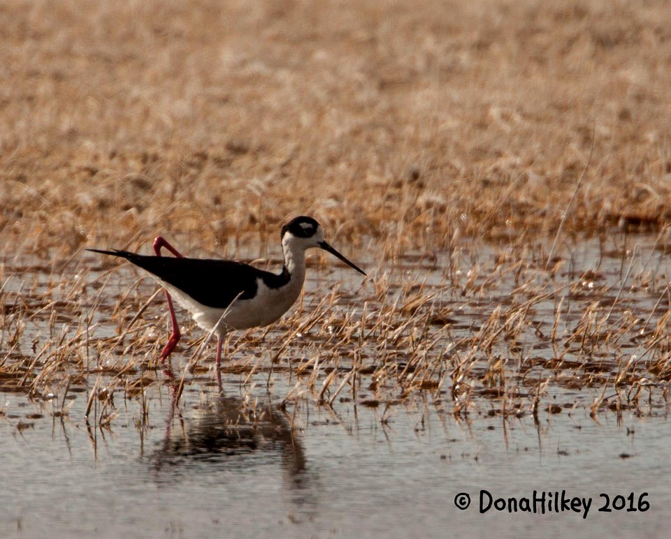 Black-necked Stilt