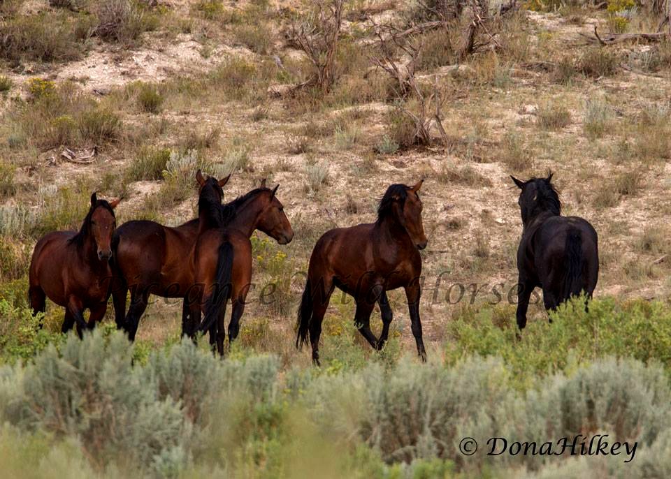 Piceance Wild Horses