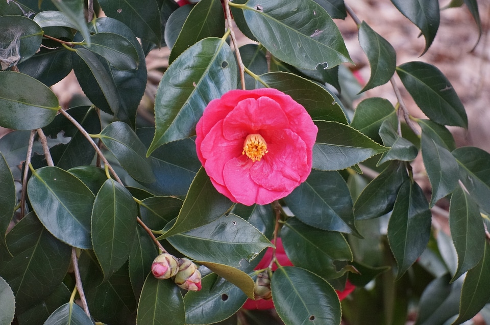 Tree and Flower - National Arboretum