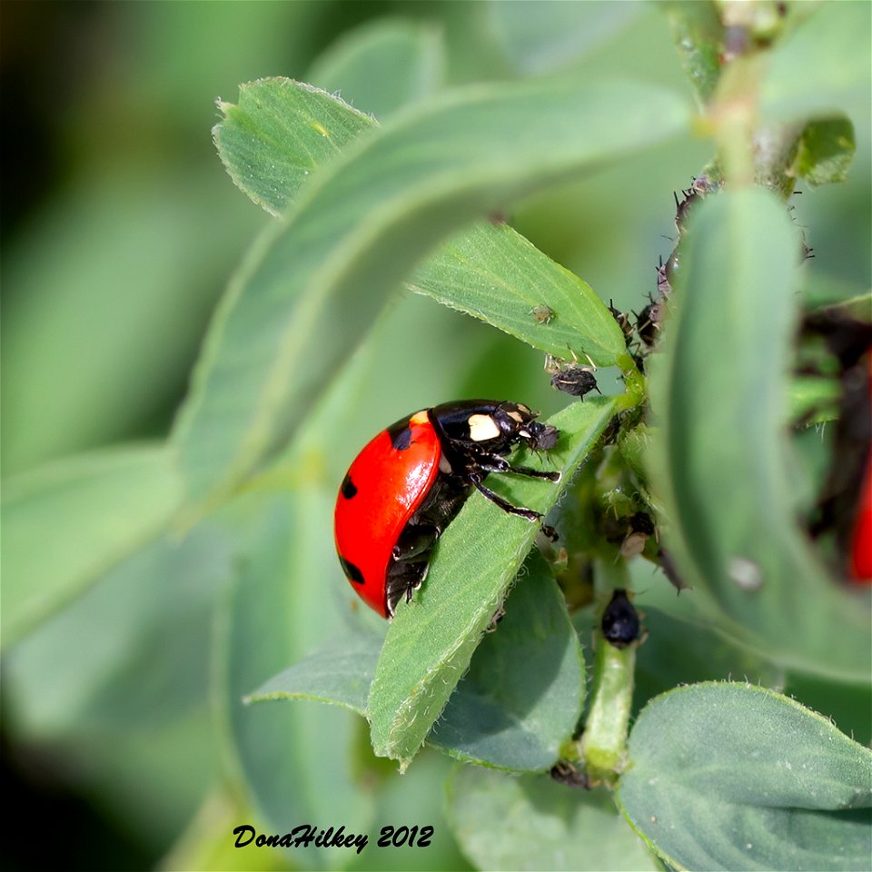 Convergent Lady Beetle on alfalfa  eating Cowpea Aphids