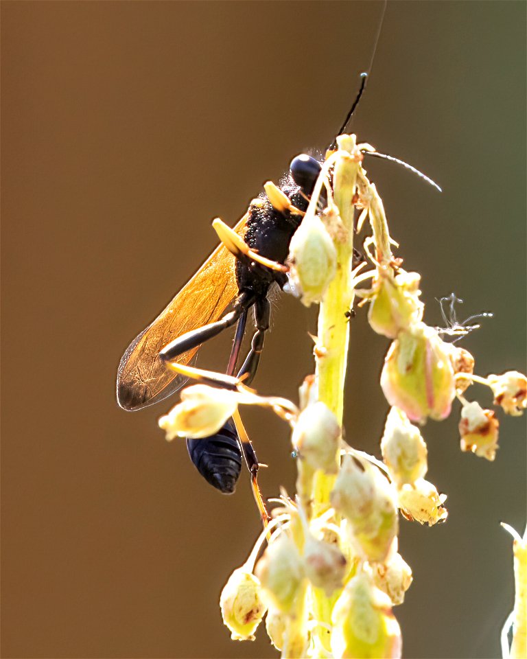 Yellow and Black Mud Dauber Sceliphron caementarium